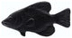 Fish Knob, Matte Black