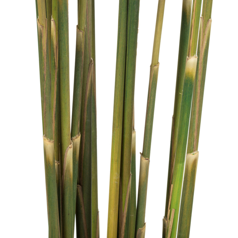 Vickerman all Natural Plume Reed Bundle, Preserved, Natural Green