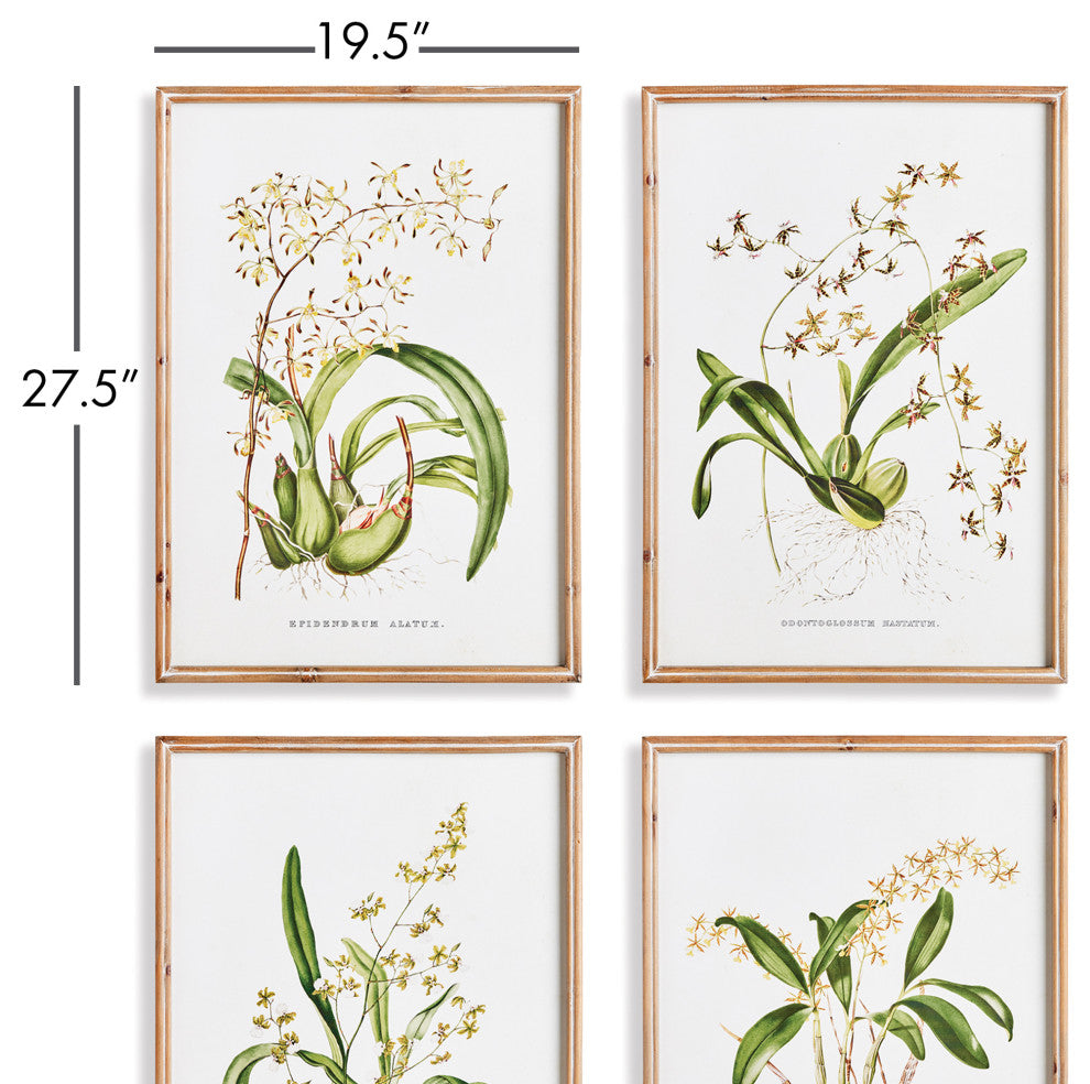 Orchid Assortment Study Gallery Art, Set of 4