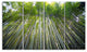 "Bamboo Forest of Kyoto Japan." Forest Canvas Wall Art Print, 4 Panels, 48"x28"