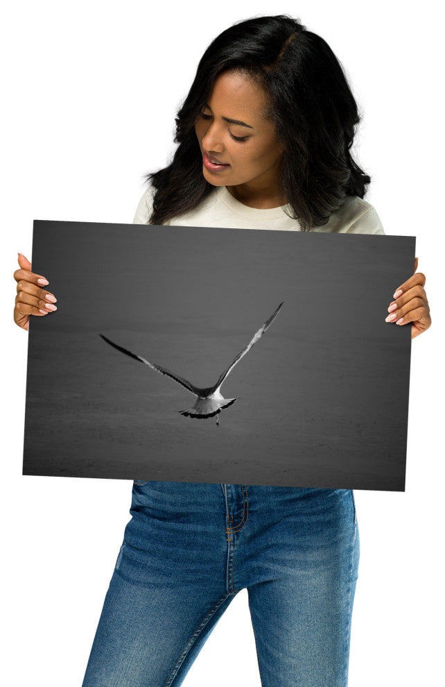 Flying Free Black & White (Coastal Bird) Wildlife Photo Unframed Wall Art Print, 12" X 18"