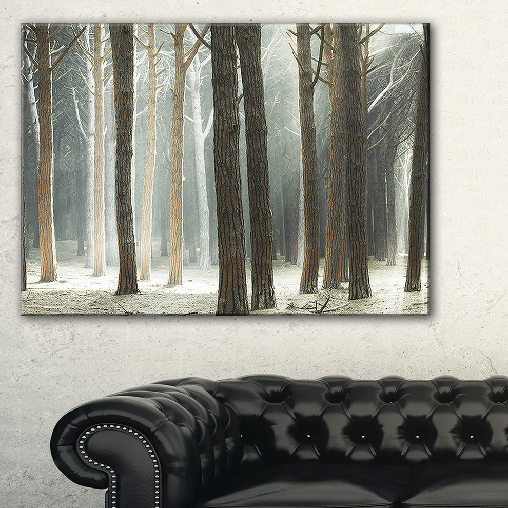 "Maritime Pine Tree Forest With Rays" Forest Wall Art, 40"x30"