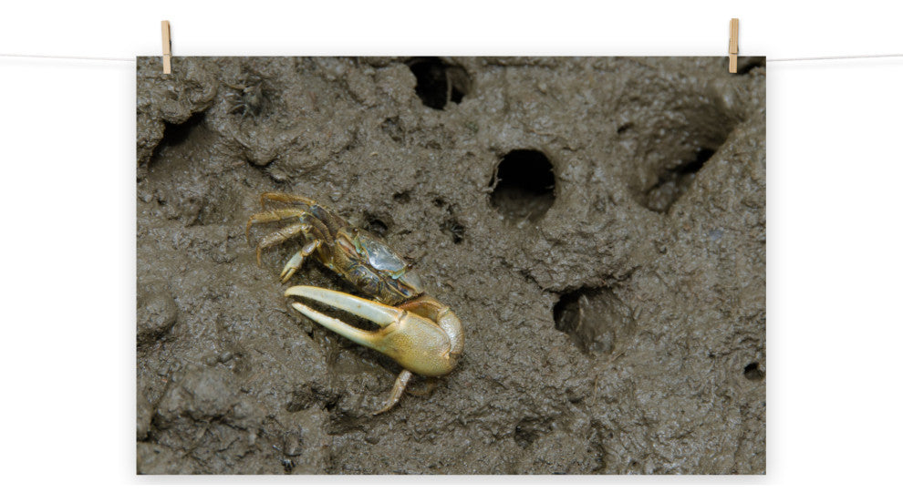 Fiddler Crab Wildlife Photography Unframed Wall Art Print, 12" X 18"