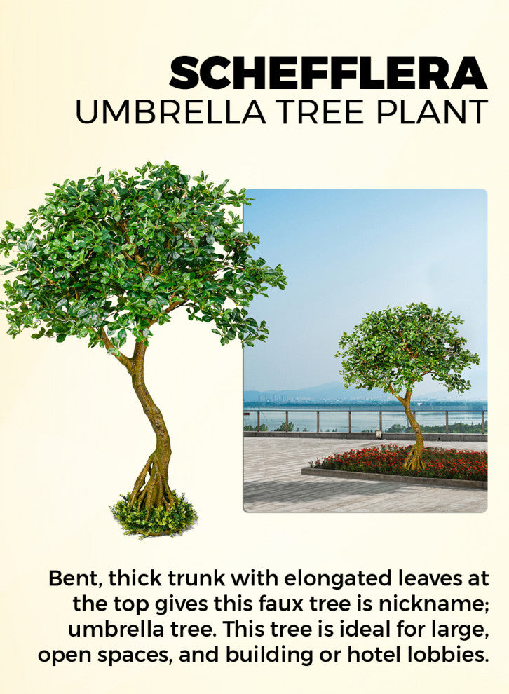 Serene Spaces Living Schefflera Umbrella Tree Plant, 75"