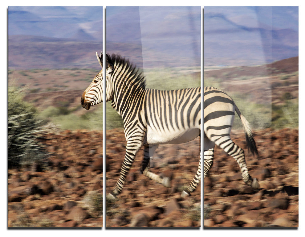 "Zebra in Damaraland" Photography Metal Wall Art, 3 Panels, 36"x28"