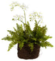 Mini Phalaenopsis and Fern With Bridsnest Planter