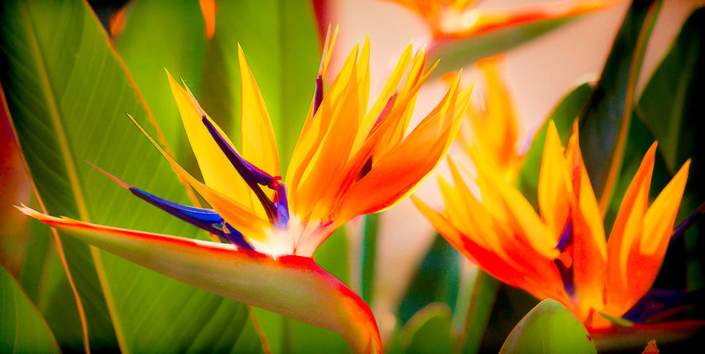 Bird Of Paradise, Canvas Giclee, 40"x20"