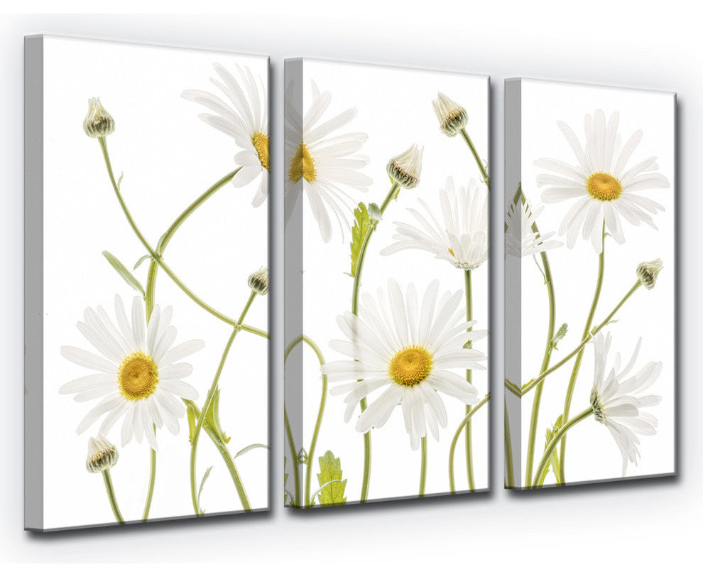 Ready2HangArt 'Ox Eye Daisies' 3-Piece Canvas Wall Decor Set, 36"x24"