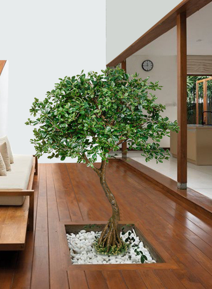 Serene Spaces Living Schefflera Umbrella Tree Plant, 75"