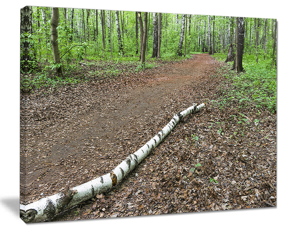 "Trunk of Birch On The Track" Contemporary Landscape Wall Art, 40"x30"