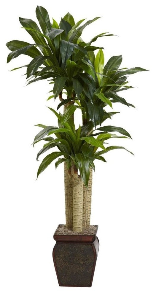 4 5" Cornstalk Draceana With Vase, Real Touch