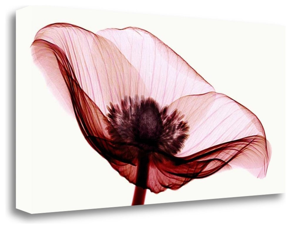 "Anemone I" By Robert Coop, Giclee Print on Gallery Wrap Canvas, Ready to Hang