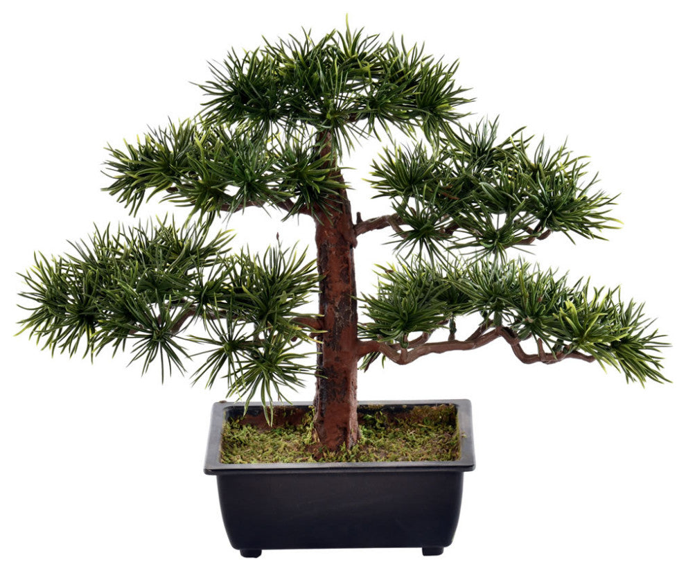 10" Potted Guest Greeting Bonsai Pine