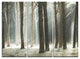 "Maritime Pine Tree Forest With Rays" Forest Metal Wall Art, 3 Panels, 36"x28"