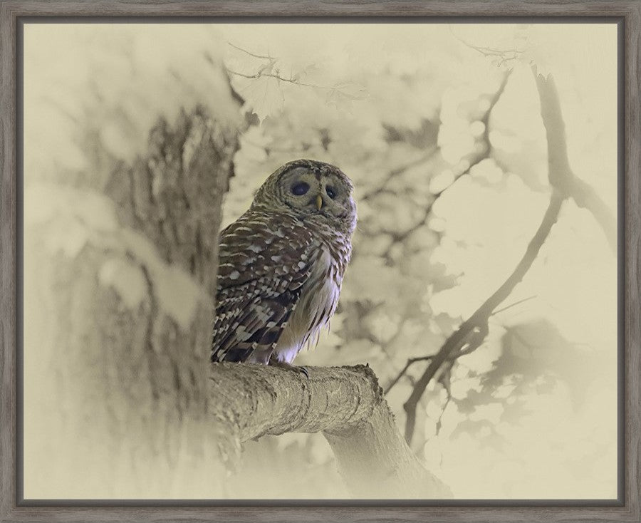 Looking for the Owlet Framed Fine Art Canvas Print