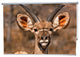 "Buck" Artwork, 4' Shade, Partial Sheer, Right