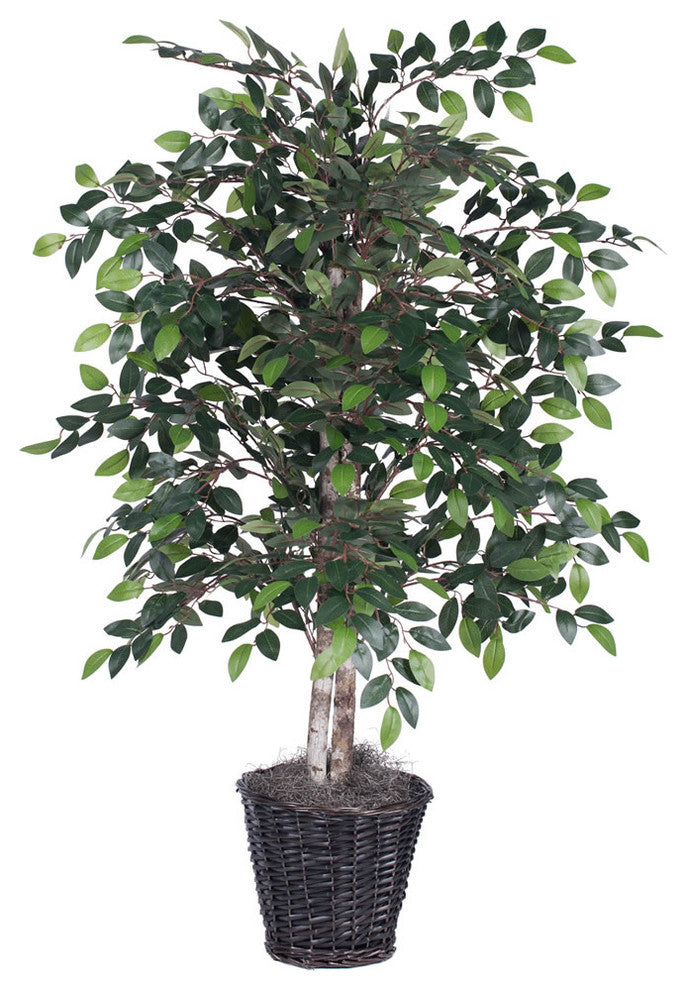 4' Mini Ficus Bush