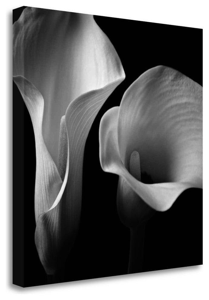 "Softness II" By Assaf Frank, Giclee Print on Gallery Wrap Canvas, Ready to Hang
