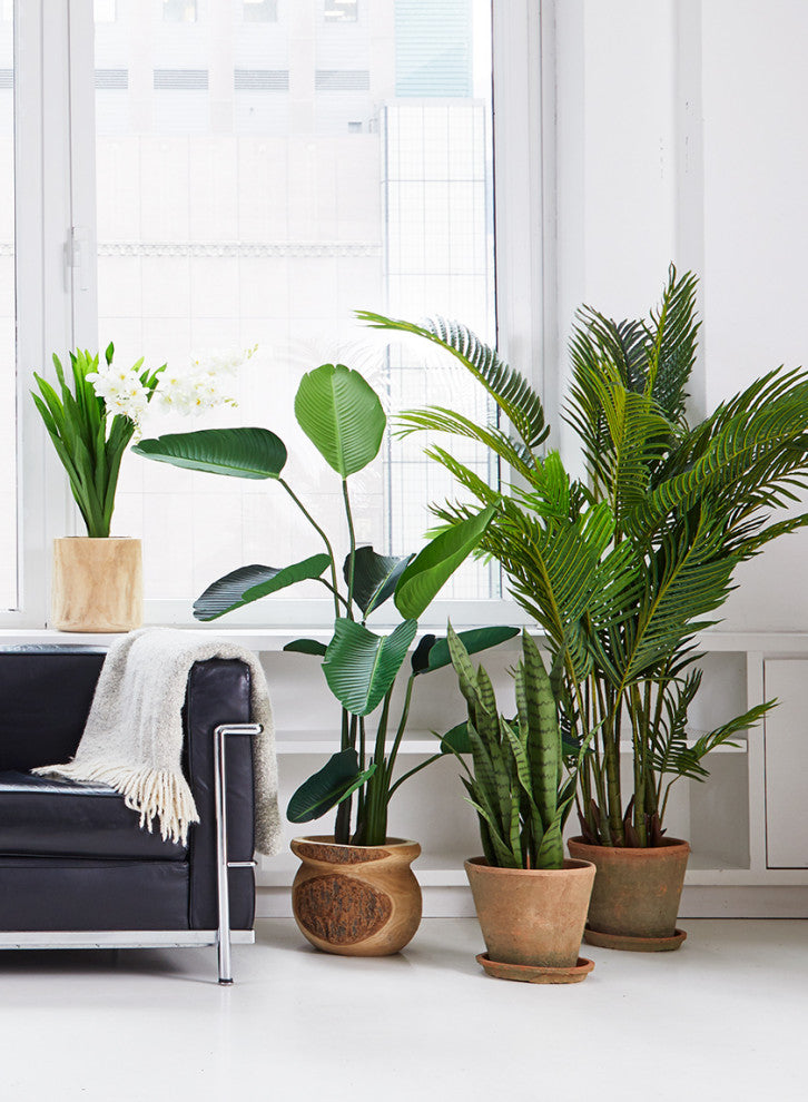 Serene Spaces Living Sansevieria Trifasciata Snake Plant, 28"