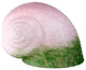 Meyda lighting 11715 5"W X 6"L Pink/Green Pate-De-Verre Snail Shade