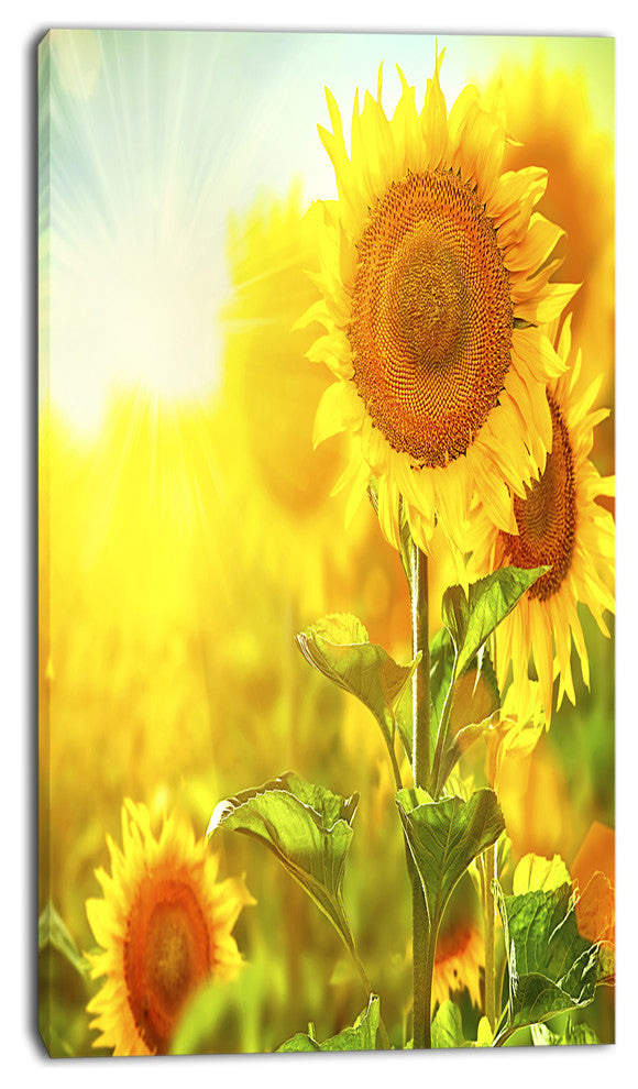 Bright Sunflowers Blooming on Field, Large Animal Canvas Art Print, 16"x32"