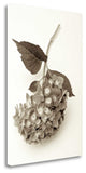"Garden Bloom - 3" By Alan Blaustein, Giclee Print on Gallery Wrap Canvas