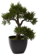 15" Cedar Bonsai