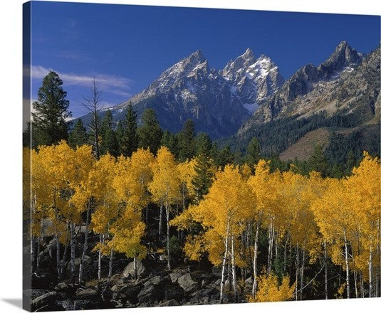 "Wyoming, Grand Teton National Park" Canvas Art, 20"x16"x1.25"