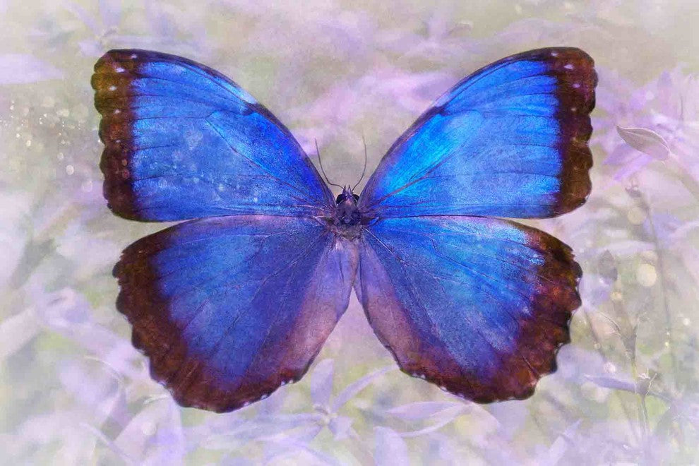 "Angel In Blue" Painting Print on Canvas by Robertson