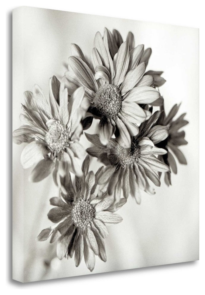 "Florison - 40" By Alan Blaustein, Giclee Print on Gallery Wrap Canvas