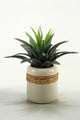 D&W Silks Star Succulent in Round Ceramic Planter