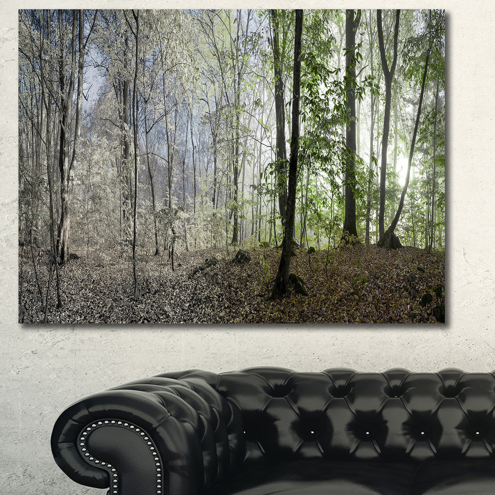 Green Morning in Forest Panorama, Landscape Canvas Art Print, 40"x30"