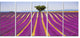 "Lavender and Lonely Tree Uphill" Landscape Wall Art Print, 5 Panels, 60"x28"