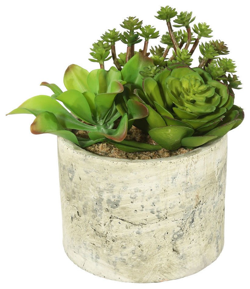 8" Succulent Arrangement
