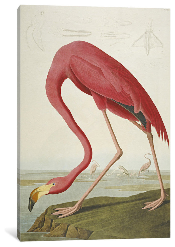 "Flamingo, from 'The Birds of America' " by John James Audubon, 18x12x1.5"