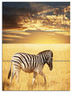 Solitary Zebra Walking in Grassland, African Canvas Art Print, 28x36, 3 Panels
