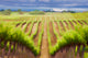 Vineyard Horizon, Canvas Giclee, 24"x16"