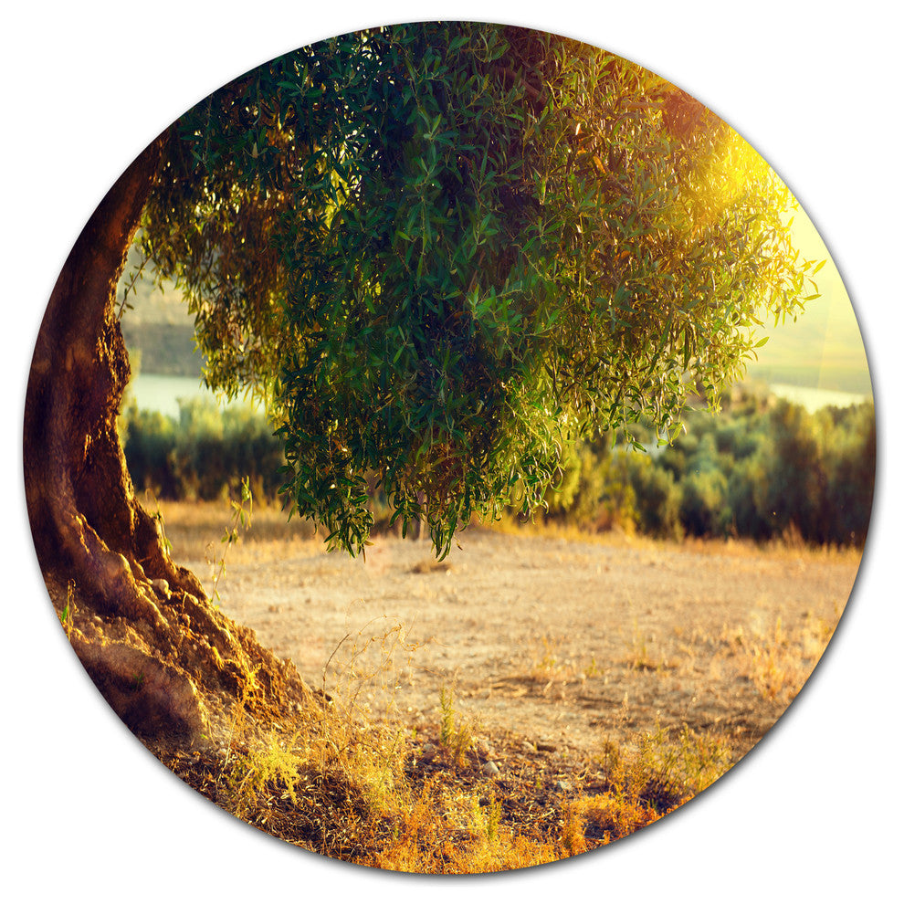 Stunning Olive Trees At Sunset, Landscape Art Round Wall Art, 11"