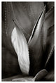 AGAVE #6, Black and White, 30x45