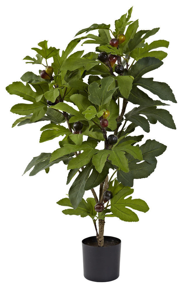 32' Fig Tree With 42 Leaves and 15 Figs