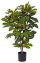 32' Fig Tree With 42 Leaves and 15 Figs