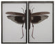 Split Brown Dragonfly, Pewter Shadowbox, Right