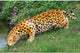Prowling Spotted Jaguar Statue