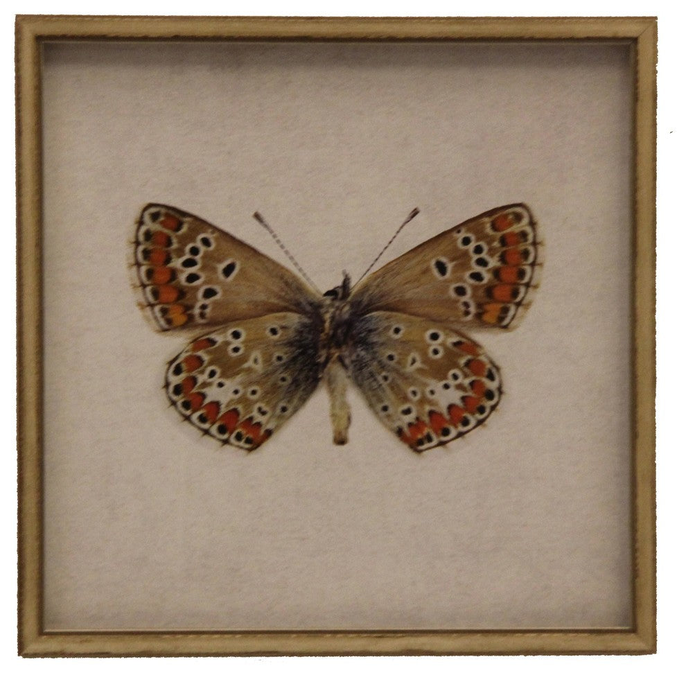 Moth Print 6, Shadowbox