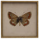 Moth Print 6, Shadowbox