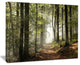 "Green Fall Forest With Sun Rays" Landscape Canvas Photo Print, 20"x12"