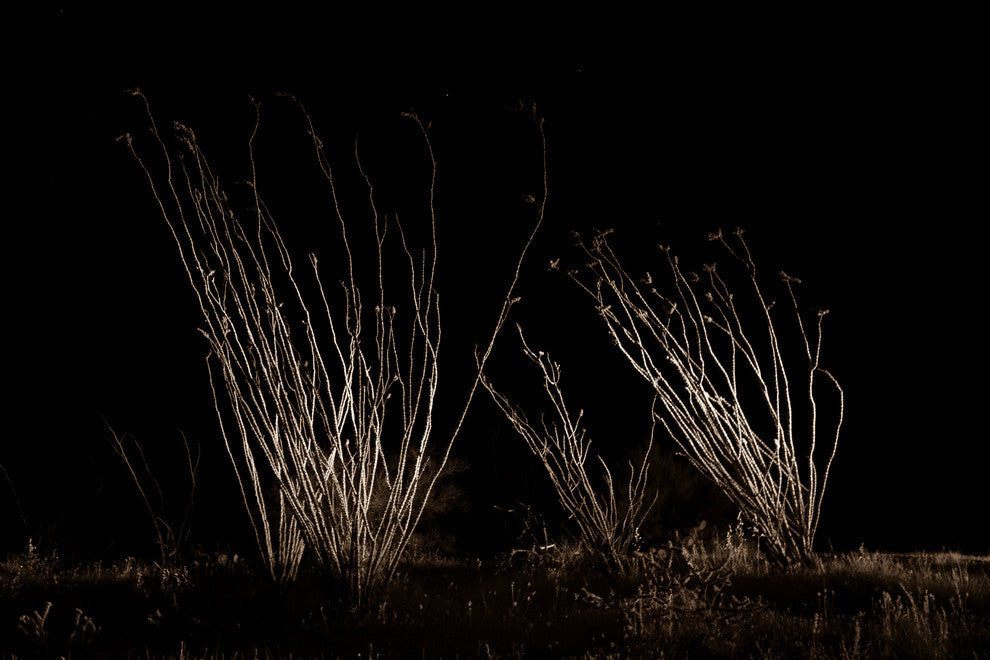 Ocotillo Midnight, Canvas Giclee, 18"x12"