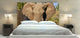 "Elephant" Headboard