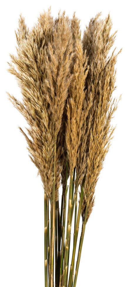 Vickerman all Natural Plume Reed Bundle, Preserved, Ivory
