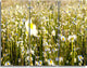 "Wild Chamomile Flowers Field" Metal Wall Art, 3 Panels, 36"x28"